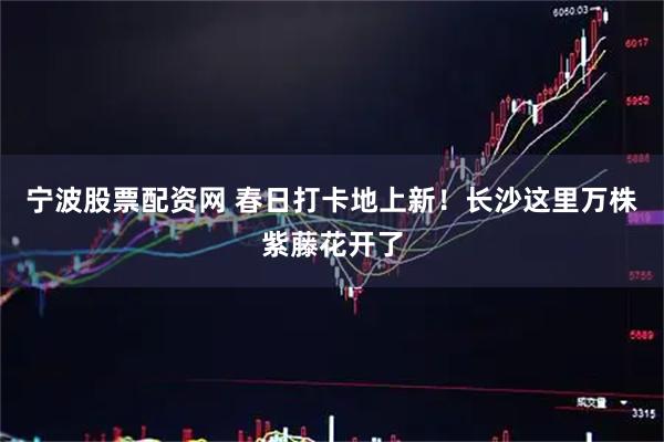 宁波股票配资网 春日打卡地上新！长沙这里万株紫藤花开了